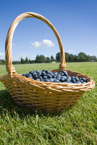 Blueberries in the basket outdoors — Stock Photo, Image