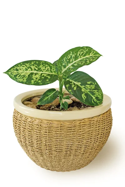 stock image Dieffenbachia plant in cane pot