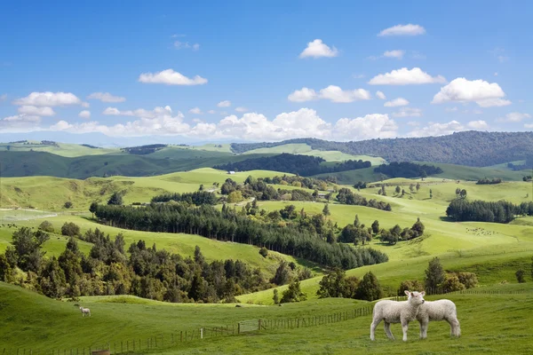 Due agnelli al pascolo sullo sfondo pittoresco paesaggio — Foto Stock