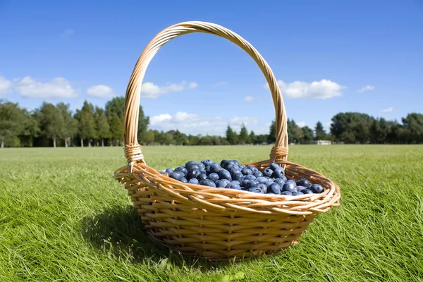 Blueberries in the basket outside — Stock Photo, Image