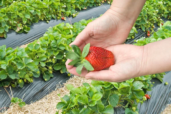 Erdbeeren pflücken — Stockfoto