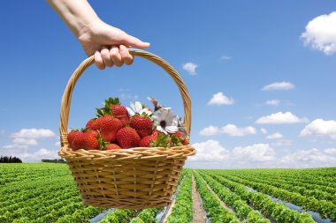 Strawberry field and hand with basket closeup clipart