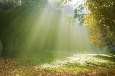 Morning sunlight breaking through the fog clipart