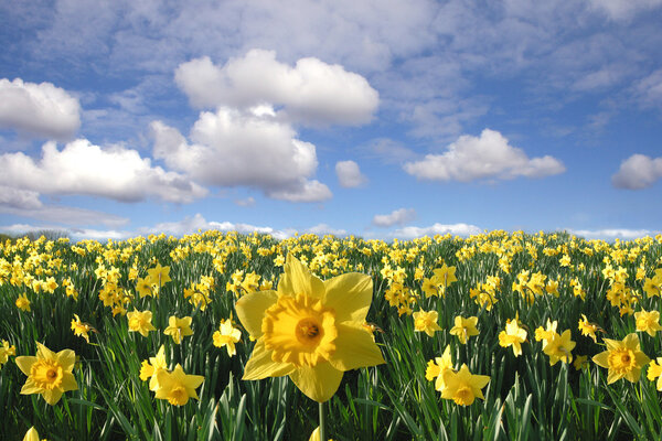 Yellow daffodils field