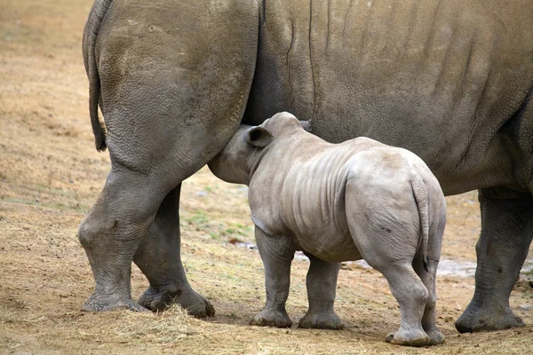 stock image Baby rhinoceros