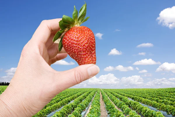 Strawberry field and hand with big berry — Stock Photo, Image