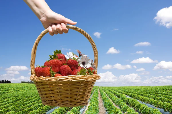 Strawberry field and hand with basket closeup — Stock Photo, Image