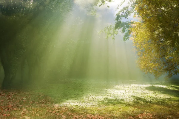 Утренний солнечный свет прорывается сквозь туман — стоковое фото