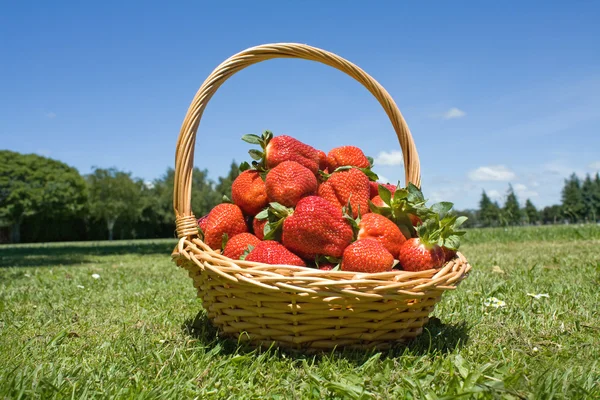 Vers geplukte aardbeien in een mand — Stockfoto