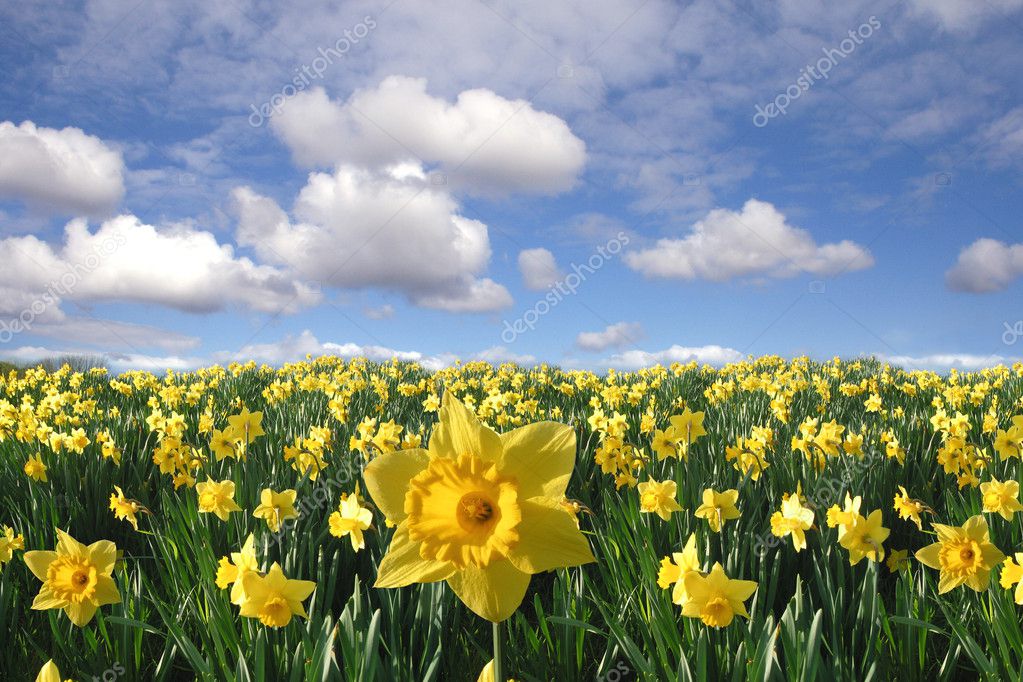 Yellow Daffodils Field Stock Photo By ©natam 5032989