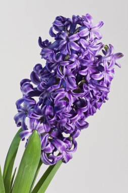 Purple hyacinth clipart