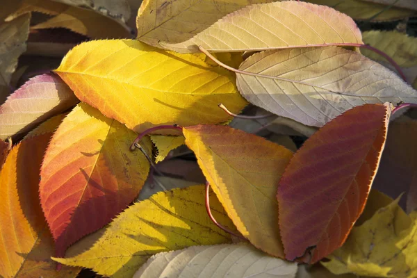 Herbstblatt nahtloser Hintergrund — Stockfoto