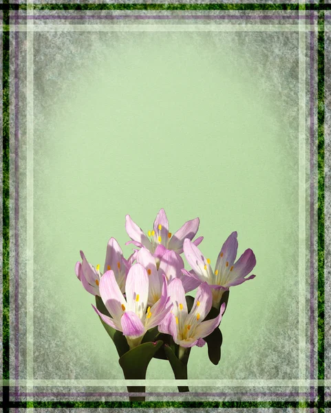 Easter card with crocus — Stock Photo, Image