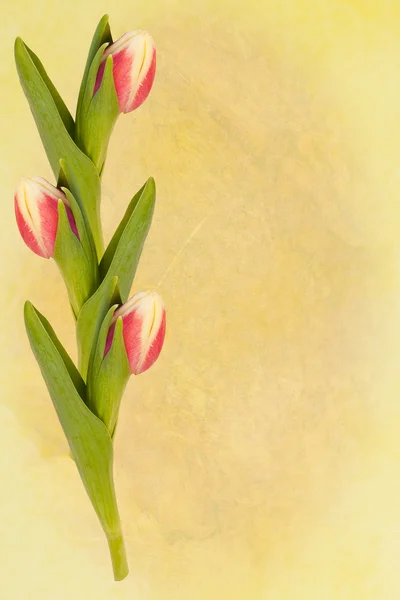 Пасхальная открытка с тюльпаном — стоковое фото