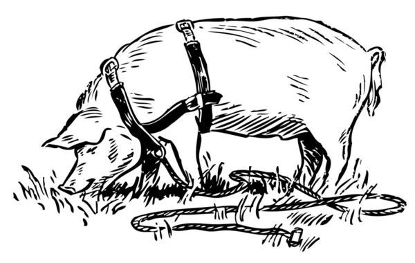 Свиня у свинцю — стоковий вектор