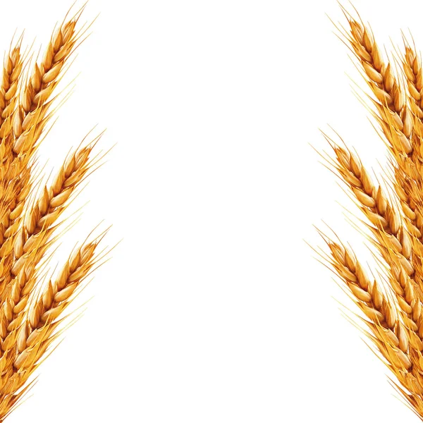 白色背景的小麦上它的耳朵 — 图库照片
