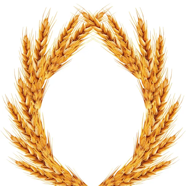 Bílé pozadí s uši pšenice na něm — Stock fotografie
