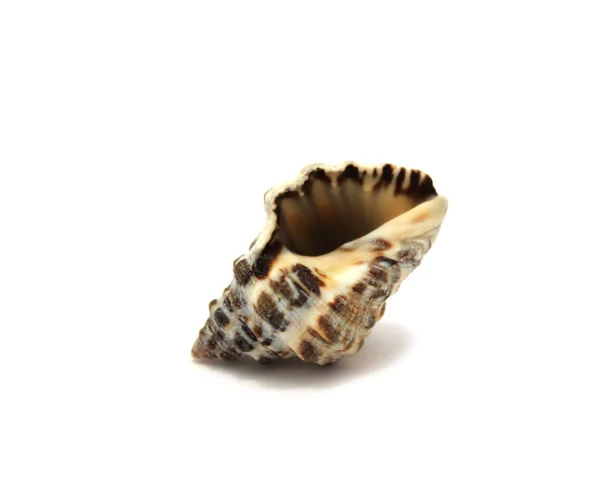 Old sea shell isolated — Stock Photo, Image