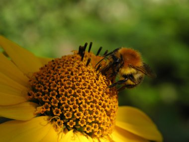 Çiçekteki yaban arısı