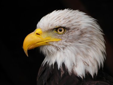 A portrait of wild eagle in profile clipart