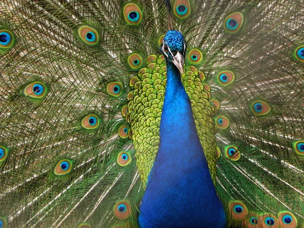 Peacock Showing His Majestic Array Feathers — Stock Photo, Image