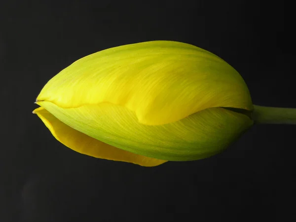 Tulipán amarillo joven — Foto de Stock