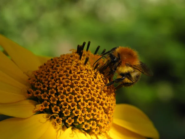 Bumblebee on a flower — Stock Photo, Image