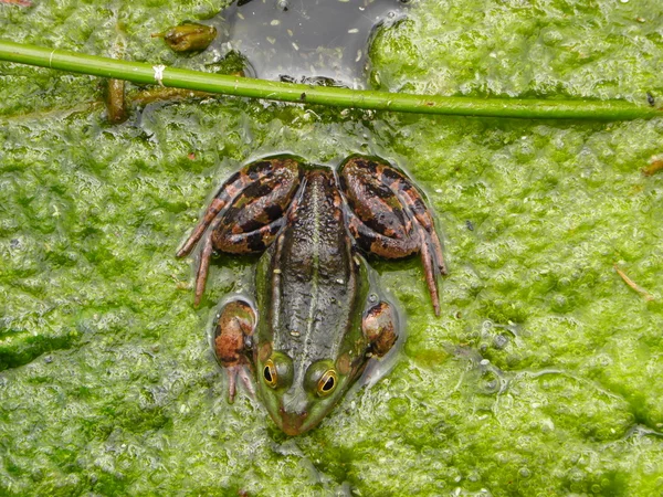Зелена жаба в ставку Стокове Фото
