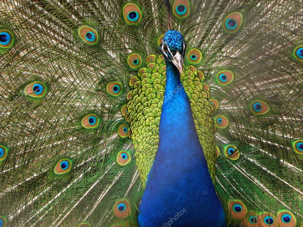 Majestic peacock — Stock Photo © mastigonema #4946994