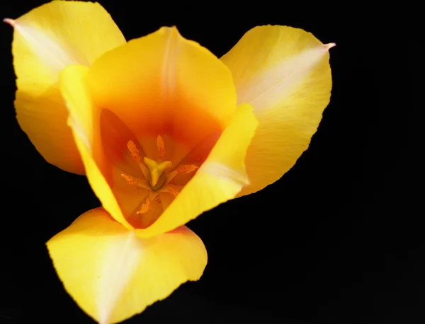 Оригинальная форма тюльпана — стоковое фото