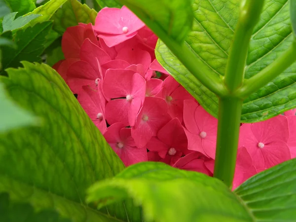 Stock image Garden phlox