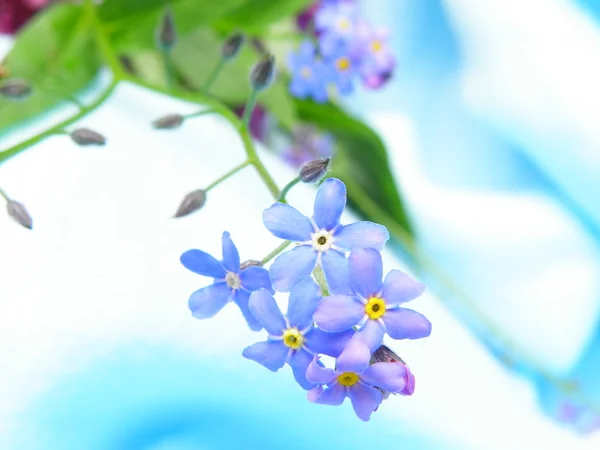 stock image Forget-me-not