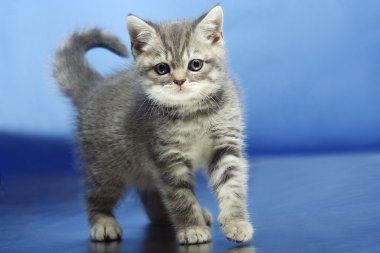 Kitten on a blue background clipart