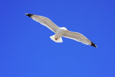 Ivory gull in flight clipart