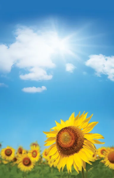 stock image Large yellow sunflower in the field under blue sky