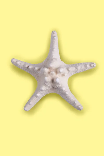 stock image Starfish