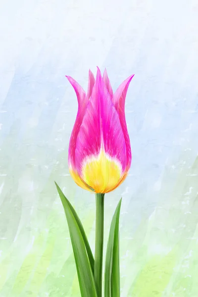 Un bonito tulipán rosa — Foto de Stock