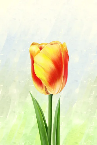 Un bonito tulipán rojo — Foto de Stock