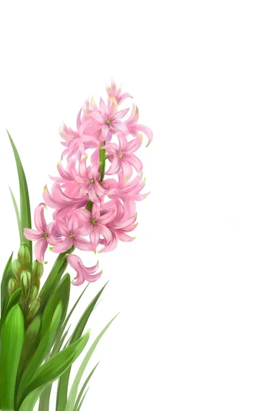 Krásný růžový Hyacint — Stock fotografie