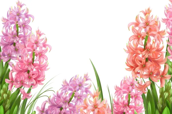 Krásné hyacinty — Stock fotografie