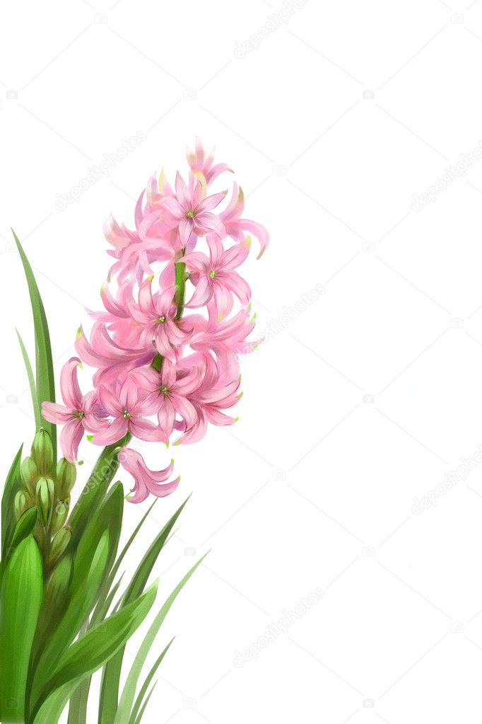 Beautiful pink hyacinth
