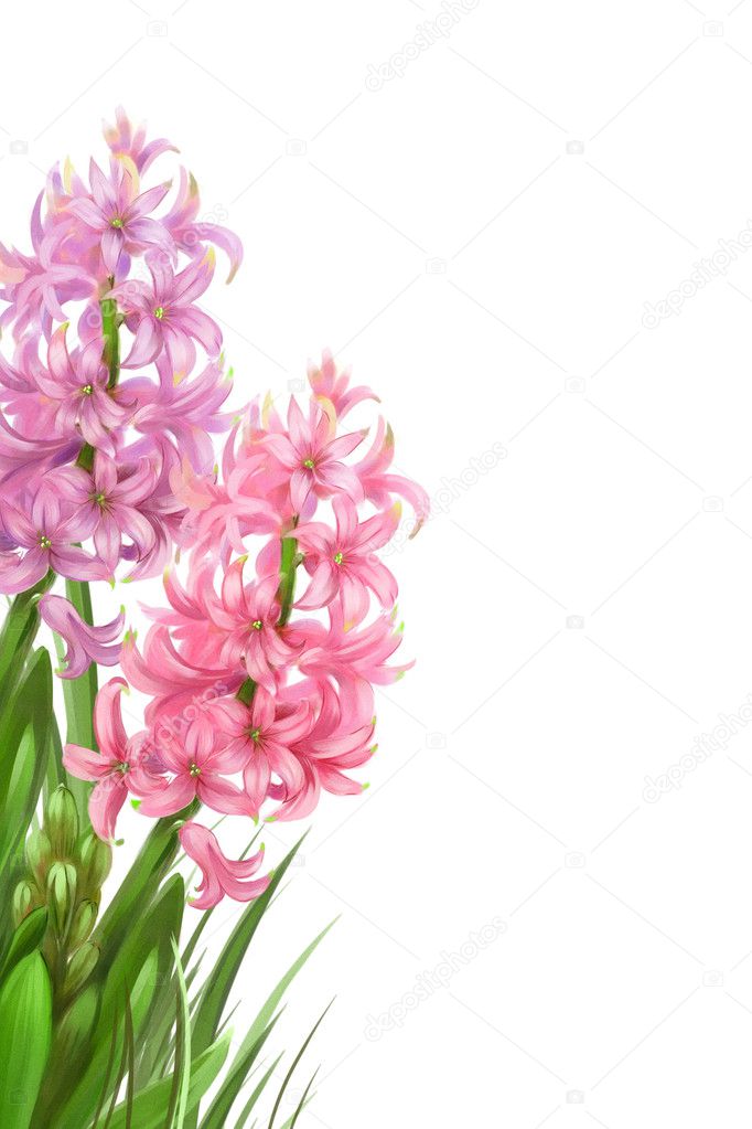 Two beautiful hyacinths