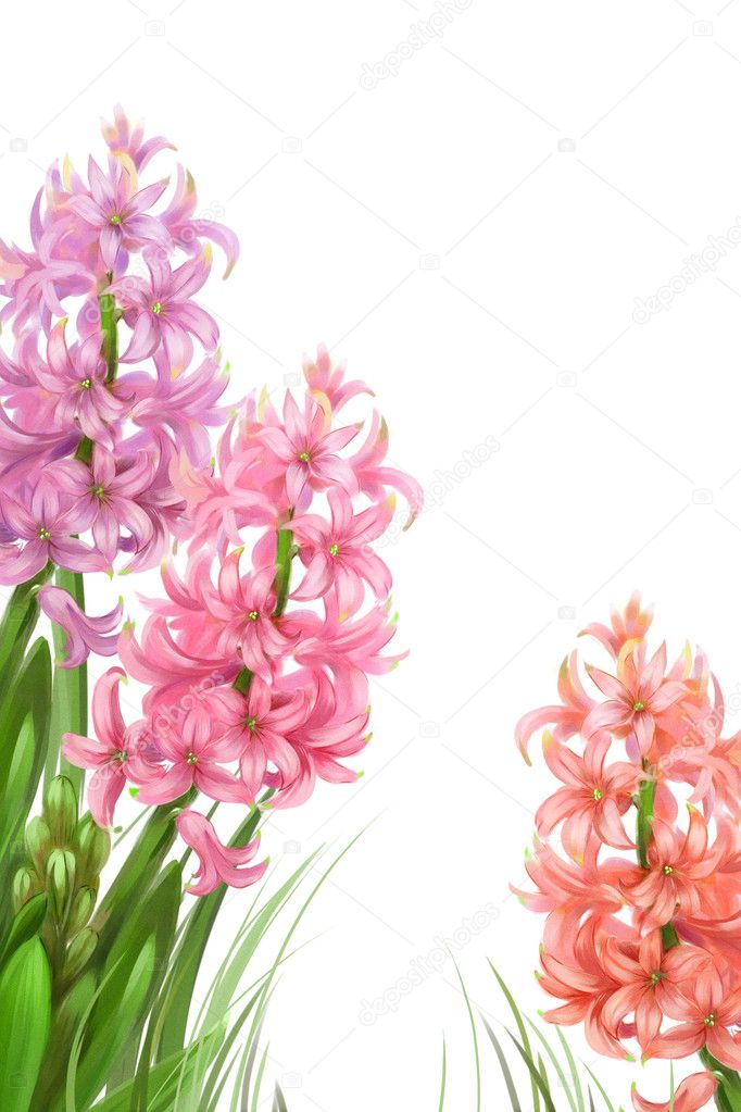 Three beautiful hyacinths