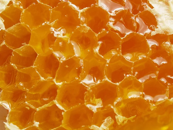 Honingraat (bovenaanzicht) — Stockfoto