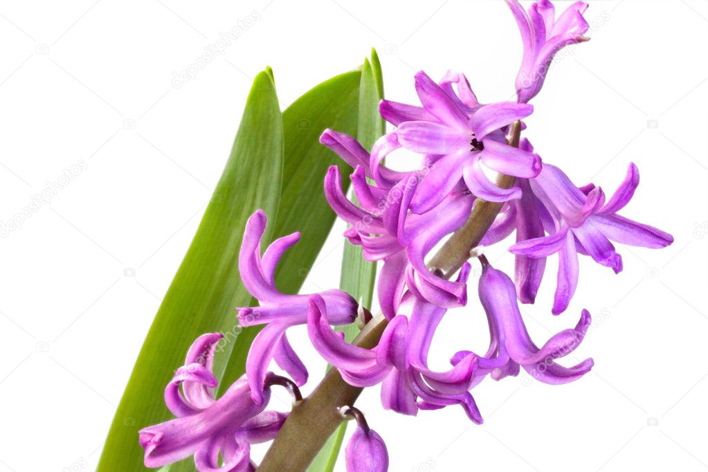 Purple hyacinth on white background