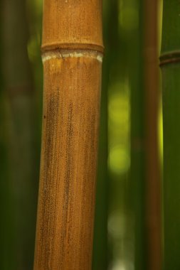 Bambu saplarını