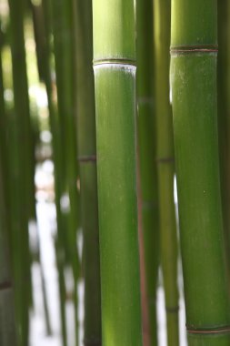 Bambu saplarını