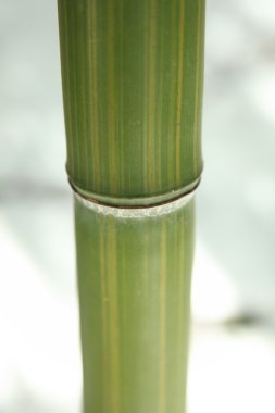 bambu sapı