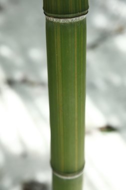 bambu sapı