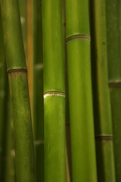 Stjälkar av bambu — Stockfoto